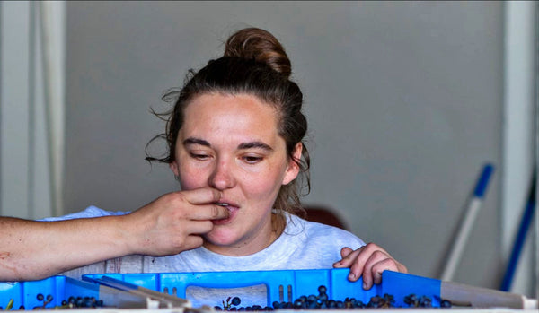 'Le Tete Nouveau' Beaujolais Nouveau 2025