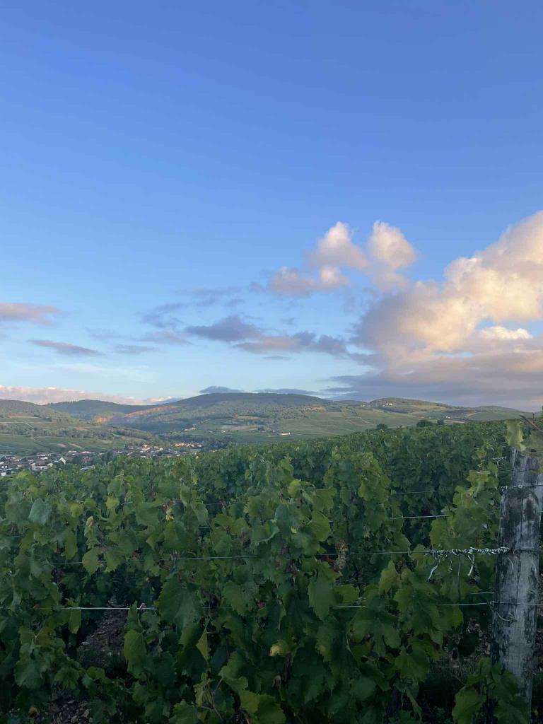 Domaine des Roches Novae