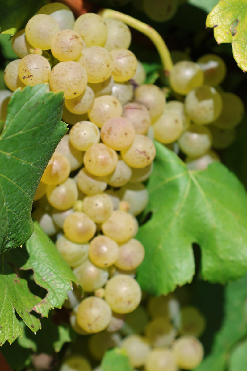 Domaine des Roches Novae