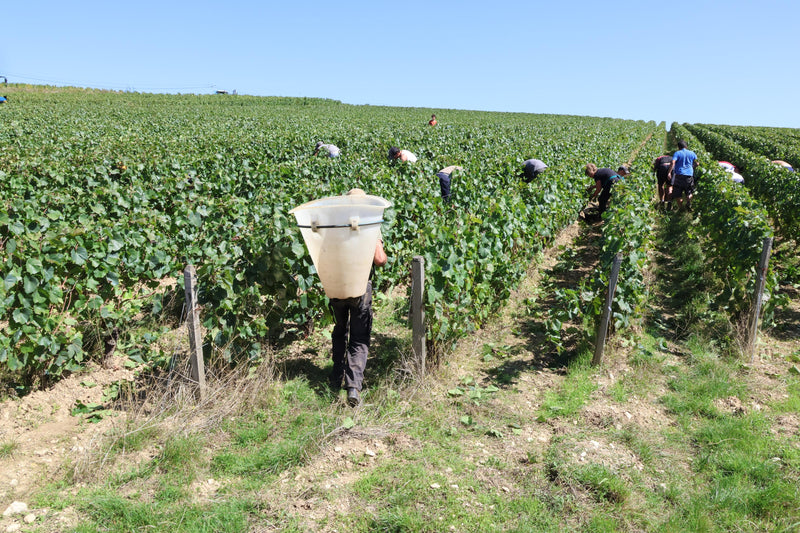 Domaine des Roches Novae