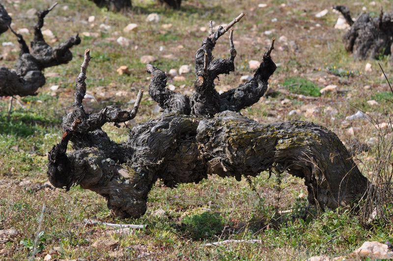 Viñadores de Gredos