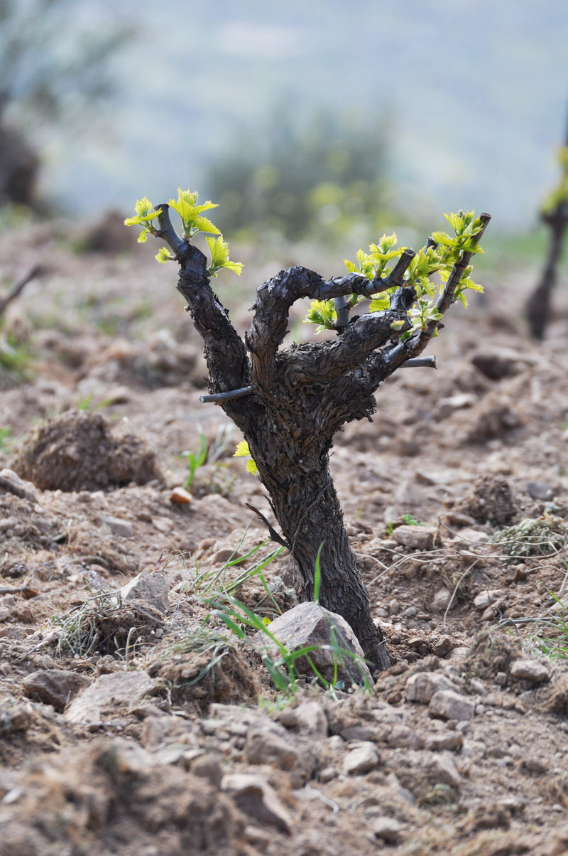 Viñadores de Gredos