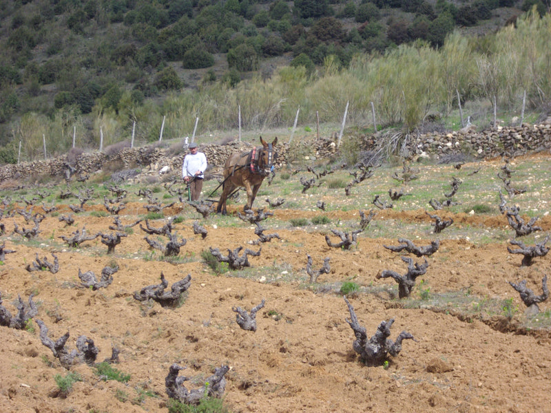 Viñadores de Gredos
