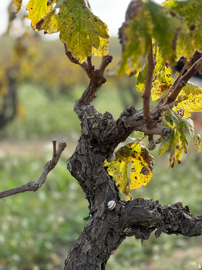 Oriol Perez de Tudela