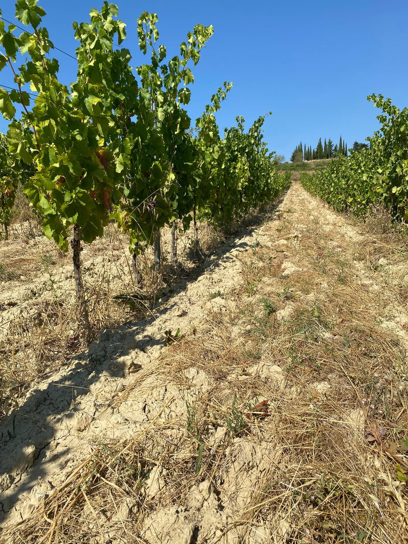 Domaine Coste-Rousse