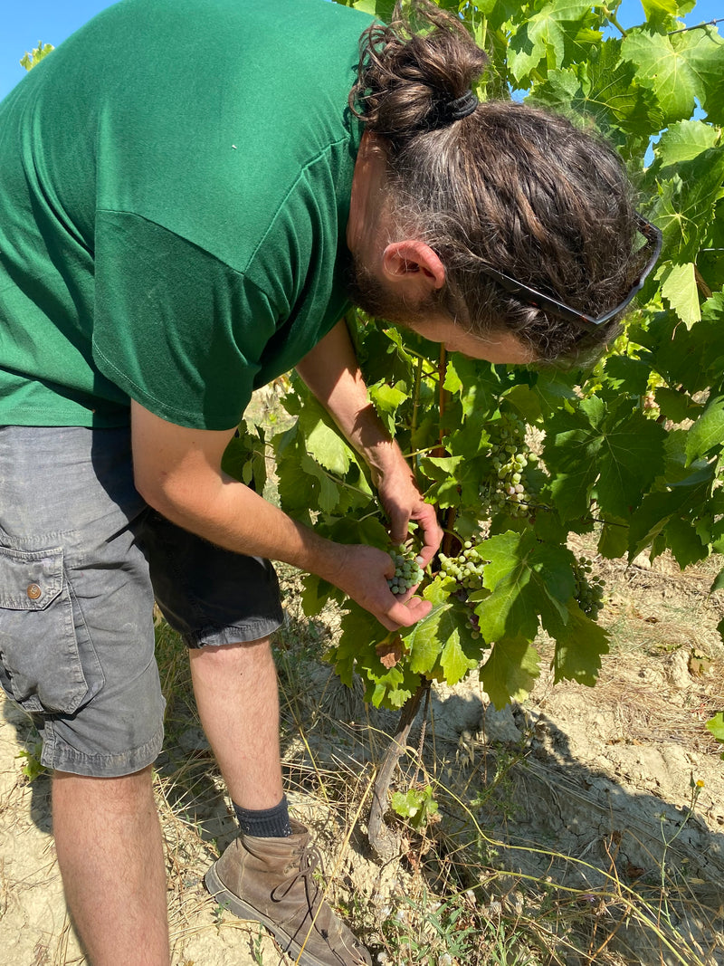 Domaine Coste-Rousse