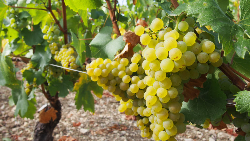 Domaine des Pérégrins