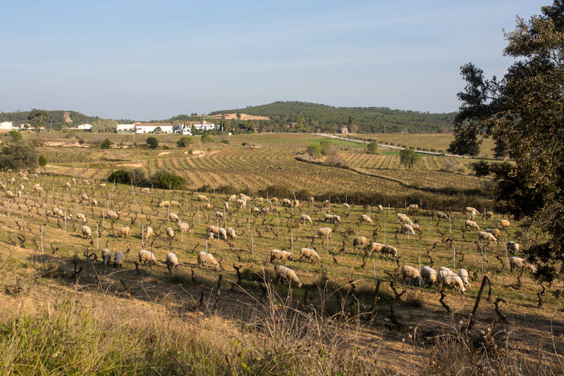 Finca Viladellops