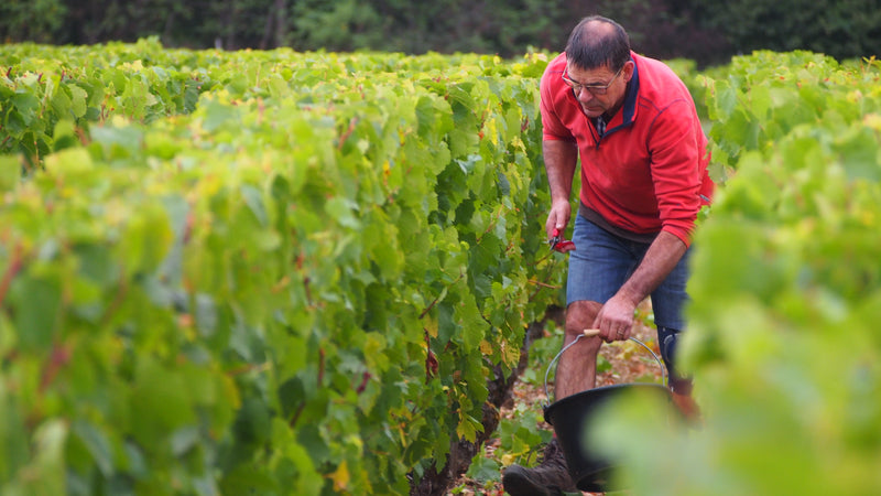 Domaine des Pérégrins