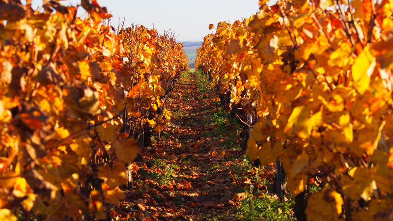 Domaine des Pérégrins