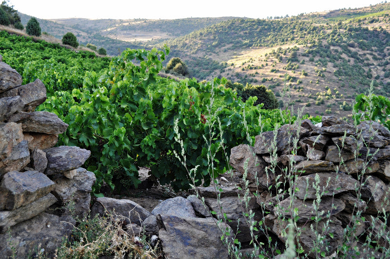 Viñadores de Gredos