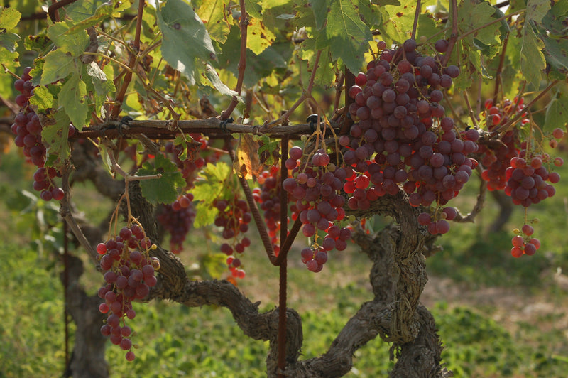 Finca Viladellops